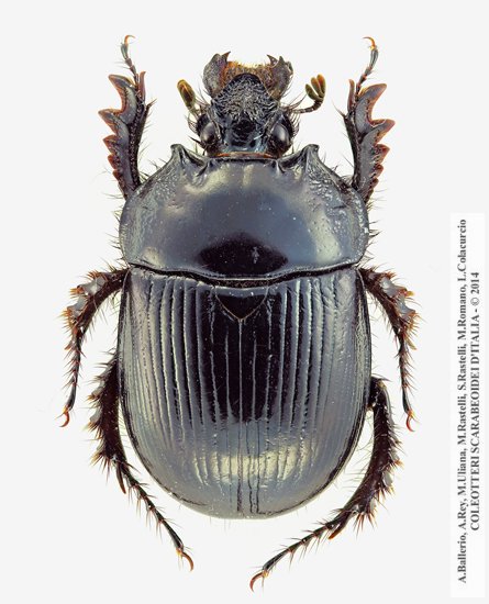 Typhaeus typhoeus, femmina